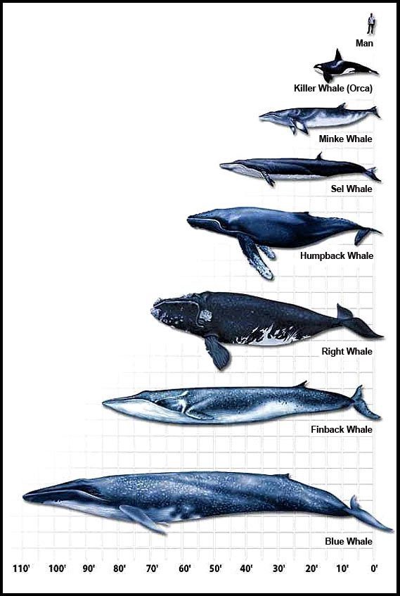 Different whale sizes